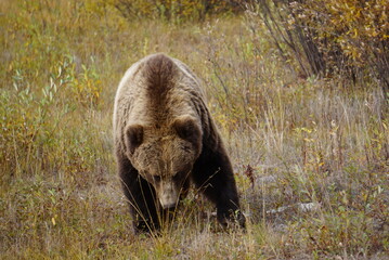 Big Brown Bear in wilderness