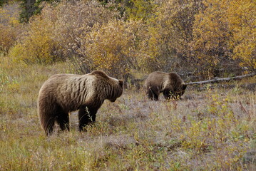 brown grizzly bear with her small cup
