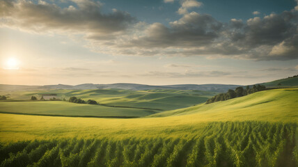 Fototapeta premium field of wheat and sky