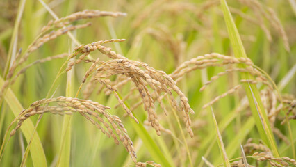 日本の秋の水田風景・黄金色の稲穂