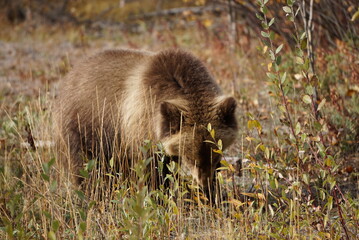 Small baby brown grizzly bear