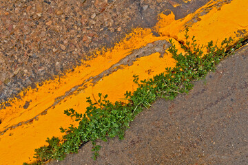 Old Hand painted yellow curb with weeds, Kemmerer, Wyoming