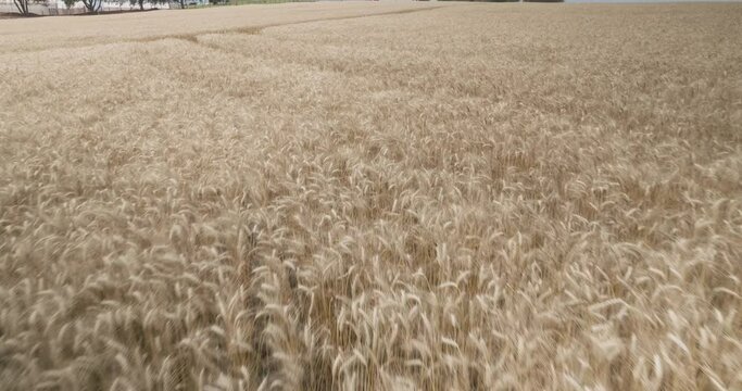 Vis&atilde;o a&eacute;rea de campo de trigo no interior do Paran&aacute;.