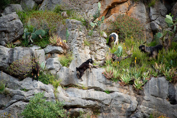 Mountain Goat on a Cliff