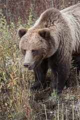 brown bear in wilderness