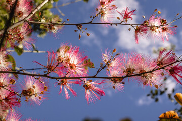 flor rosa no distrito do Tabuleiro, cidade de Conceição do Mato Dentro, Estado de Minas Gerais, Brasil
