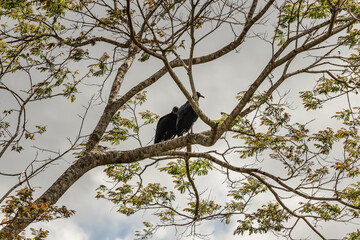 casal de urubu pousados na árvore no distrito do Tabuleiro, cidade de Conceição do Mato Dentro, Estado de Minas Gerais, Brasil