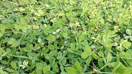 Peanut Plants (Arachis hypogaea) Spread
