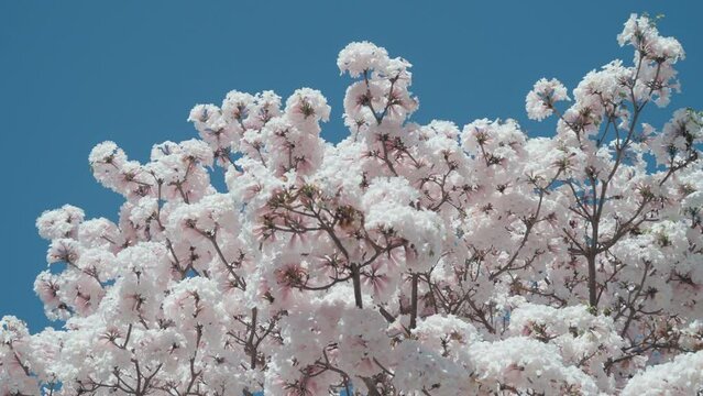 White ipe flowering in Brasilia
