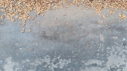 Separated Rice Grains Along the Edge of the Harvest Drying Field