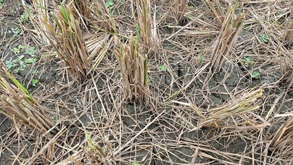 The Base of Rice Plant After Harvesting Process in the Field