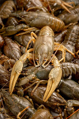 Lots of live crayfish caught for further cooking. Crayfish close-up, vertical photo. Delicacy and beer snack. Freshwater crayfish without water