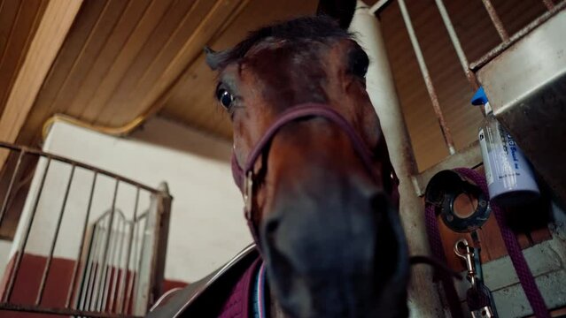 Portrait of a beautiful brown horse standing in a stall in a stable the concept of love for equestrian sports and horses
