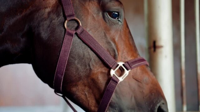 close-up of the face and eyes of a brown horse animal in a stable on a farm or in a professional equestrian sport