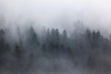 Nature background misty. Forest trees with fog.