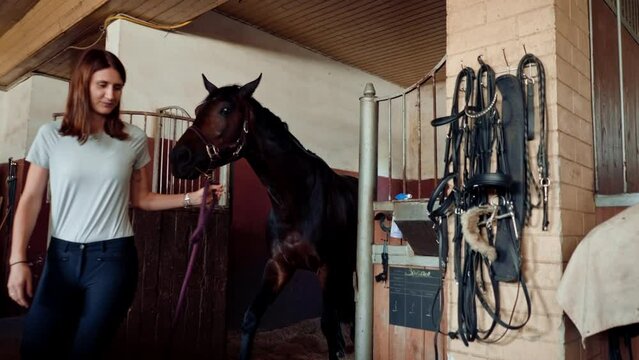 A female rider leads her horse out of the stall in the stable and ties it up to perform animal care procedures