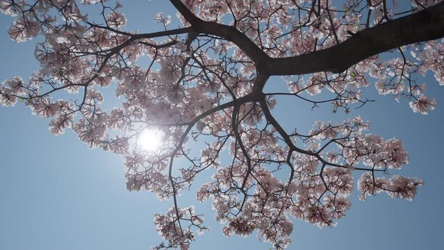 Seen beneath a white ipe tree in full bloom with the sun