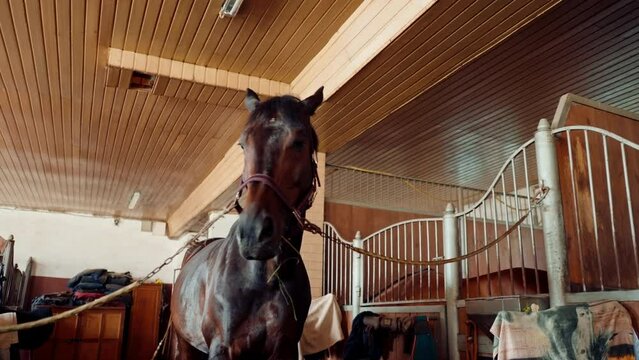 a beautiful handsome thoroughbred brown horse stands in a stable on a farm before animal care procedures