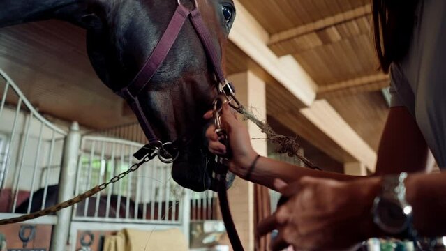 A female rider leads her horse out of the stall in the stable and ties it up to perform animal care procedures