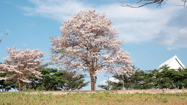 Beautiful white Ipe flowering in the middle of the afternoon with blue sky