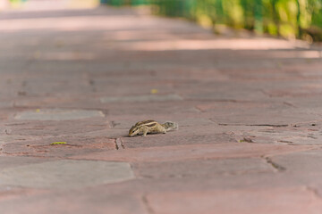 Squirrel is crawling on the rock