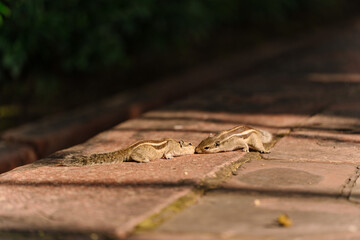 two Squirrels are crawling on the rock