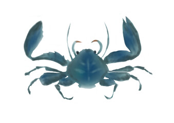 濃紺の蟹