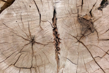 wood background texture, wooden pattern made by natural cracks, wood backdrop wallpaper