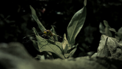 Green dragonfly on a green leaf.