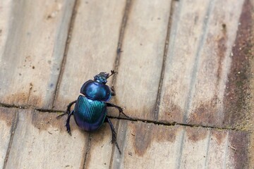 瑠璃色に輝くルリセンチコガネ