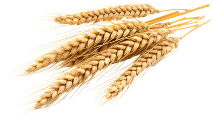 wheat ears isolated on white background