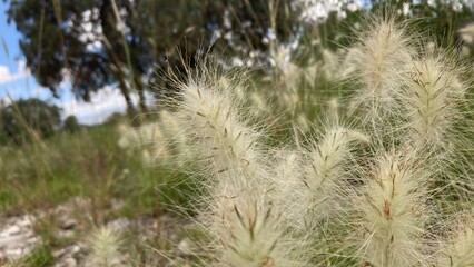 Fototapeta premium grass in the wind