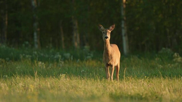The Roe Deer (Capreolus Capreolus) On The Field At Sunset In Summer