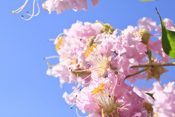 さるすべりの花
