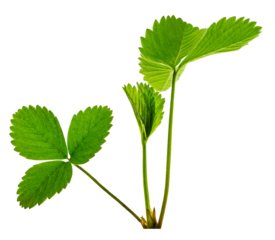Green strawberry leaves. Strawberry bush, gardening. On transparent, png.Blossom bush for website page, juice package