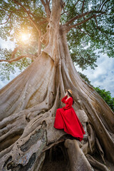 Bali Bayan Ancient Tree, 700 year old, Giant tree in Magra village, Tabanan, Bali, Indonesia.