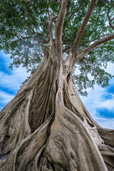 Bali Bayan Ancient Tree, 700 year old, Giant tree in Magra village, Tabanan, Bali, Indonesia.