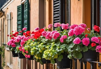 Fototapeta na wymiar A row of vibrant geraniums in a balcony garden