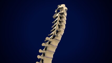 male spine anatomy. 3d render