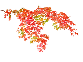 イロハモミジの紅葉