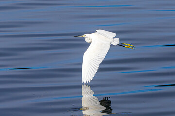 great white heron
