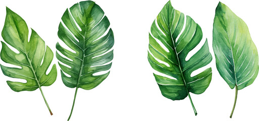 Set of tropical watercolor leaves, Exotic plants, palm leaves, monstera on an isolated white background
