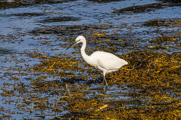 great white heron