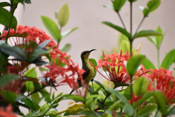 Olive Backed sunbird on red flower