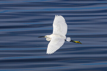 great white heron