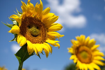 smile face on a sunflower,blue sky and white cloud. background