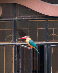 Stork billed kingfisher rested on window
