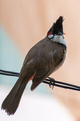 Red whiskered bulbul rested on a rope