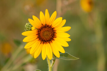 yellow sunflower in the garden