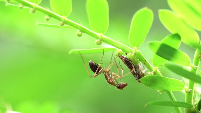 Macro shot of an ant standing behind a leafhopper on a Phyllanthus urinaria plant stem